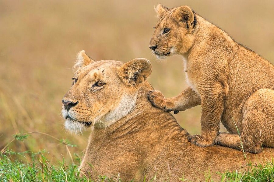 a lion cub standing on top of a lion's back 肯亞六日