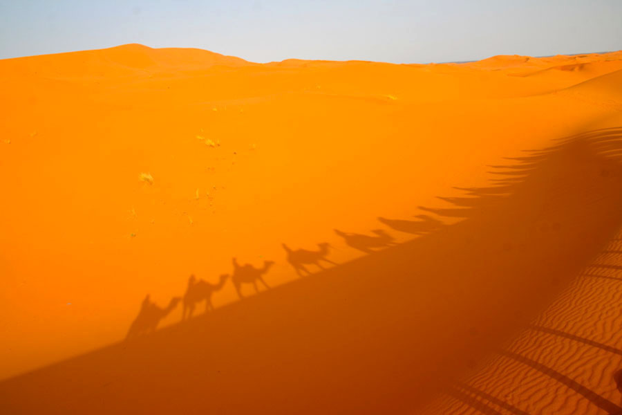camels walking in the desert 摩洛哥