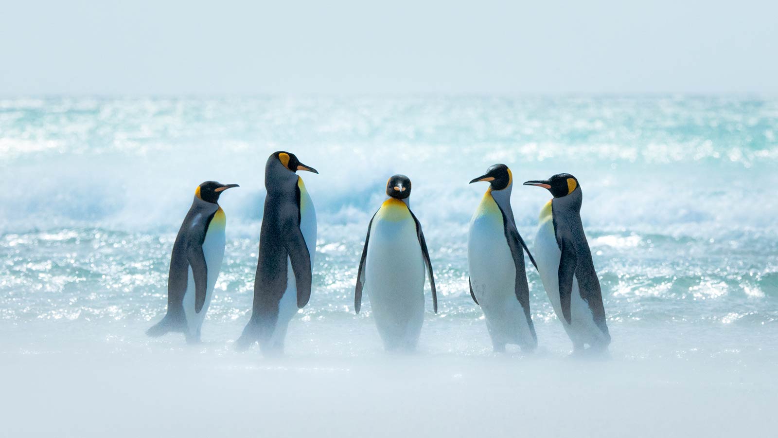 -Falkland Islands-福克蘭群島