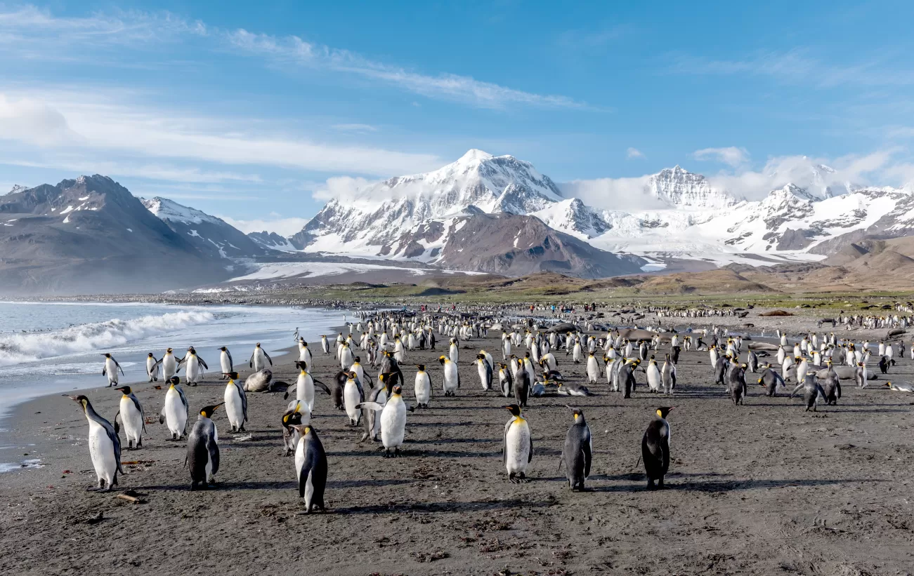 South Georgia Island 喬治亞島