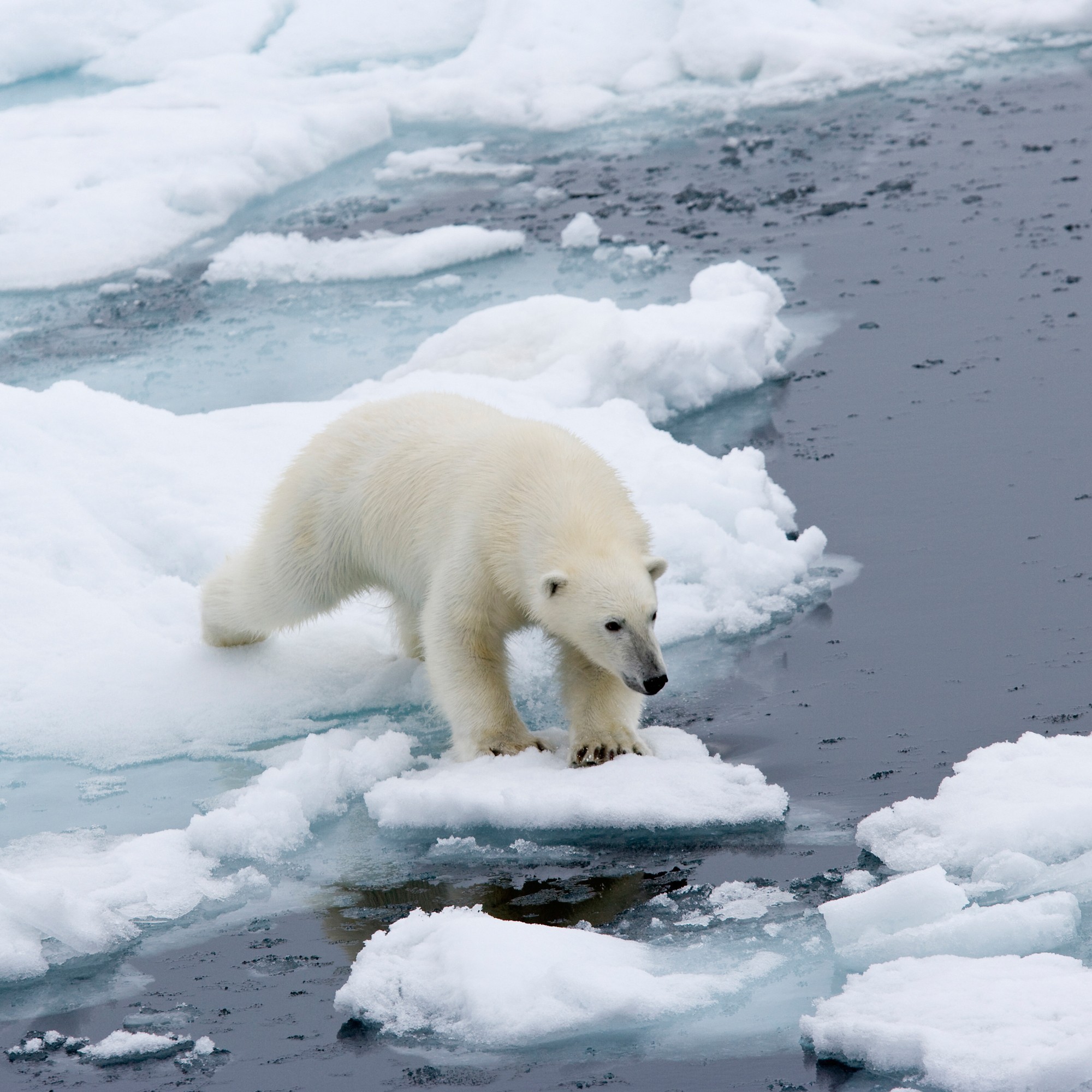 Arctic北極